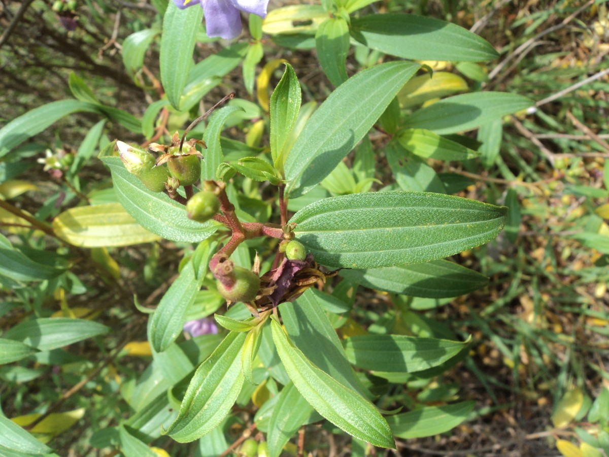 Osbeckia aspera Blume